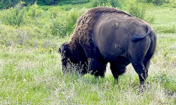 A huge bison grazing on the grass at the National Bison Range Montana