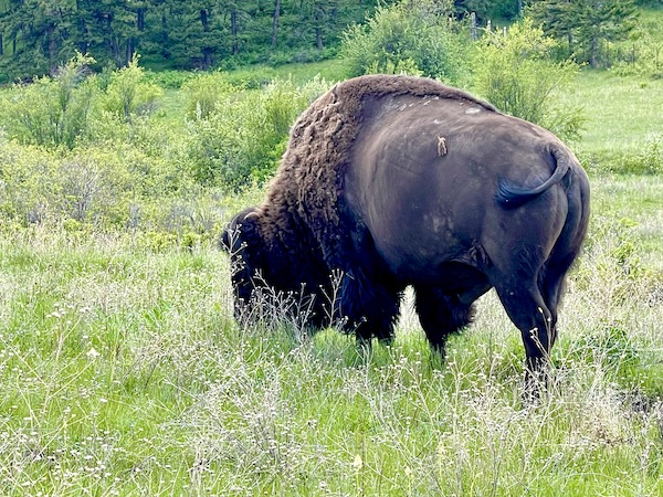 Elk Horns Pile National Bison Range Charlo Montana Stock Photo - Image of  wildlife, park: 7530678