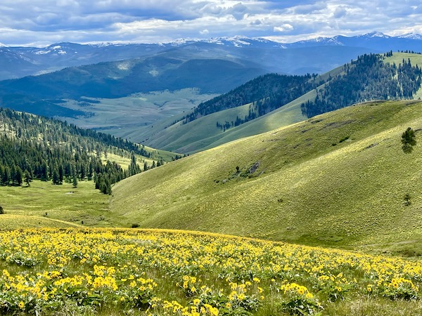 Rolling hills covered in yellow flowers at the National Bison Range Montana