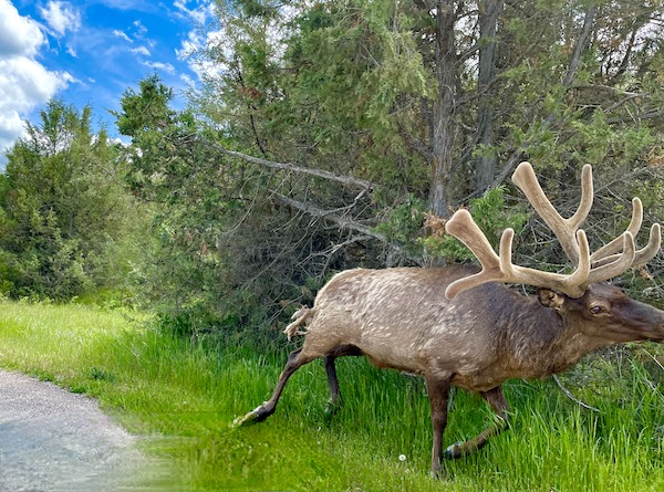 An elk with a large rack of antlers running in the woods of the National Bison Range Montana