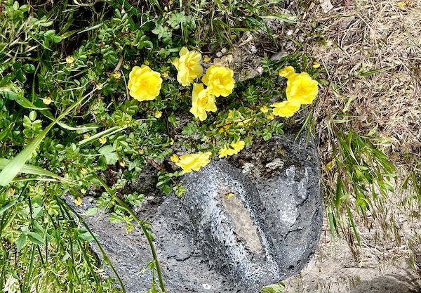 Yellow wild roses seen along the Snake River in Idaho Falls ID