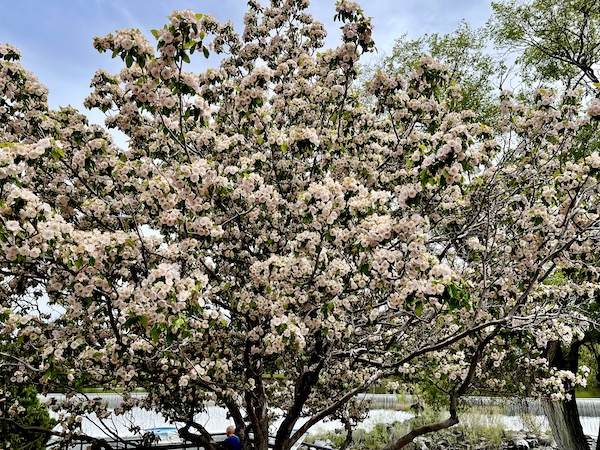 Pear tree in bloom with pale pink flowers seen during Our Day in Idaho Falls ID