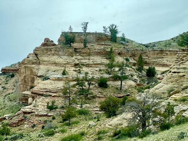 Trees growing out of rocks near the Teton Mountain Range Wyoming