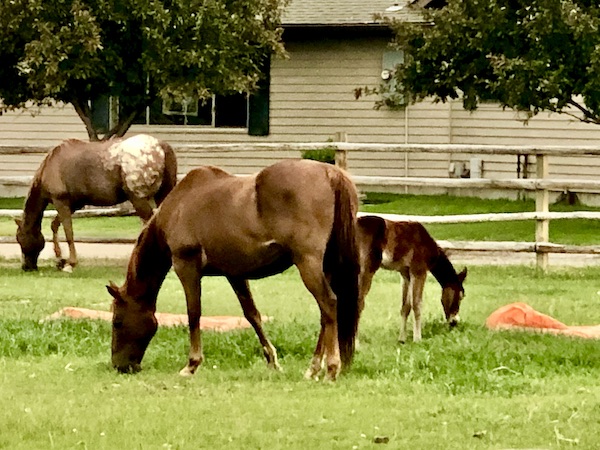 A group of horses grazing on grass near Teton Mountain Range Wyoming