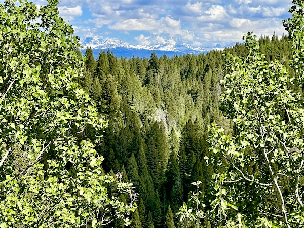 A forest with distant view of mountains seen while Visiting Ashton Idaho