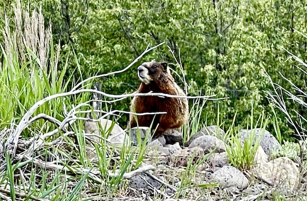 Close up of a beaver standing on rocks with plants behind it seen while Visiting Ashton Idaho.