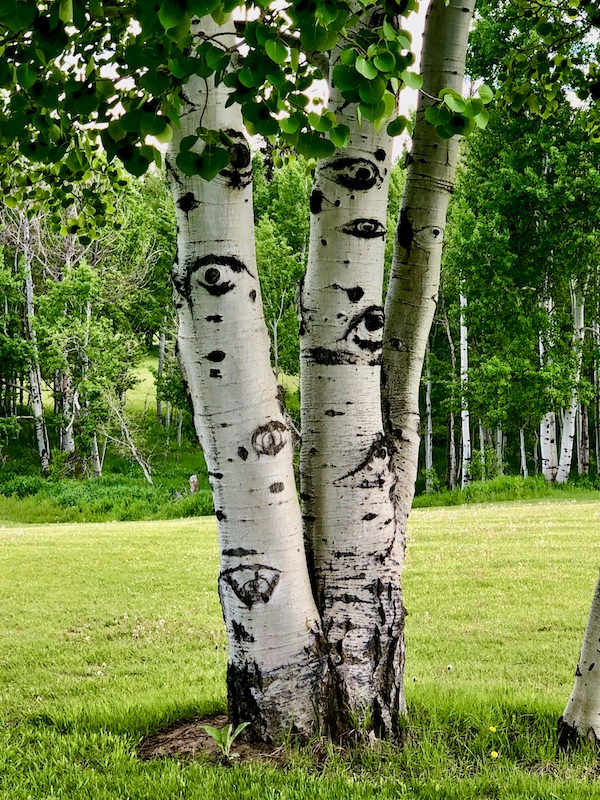 Multiple trunk tree with white bark and black markings that look like eyes seen while Visiting Ashton Idaho.