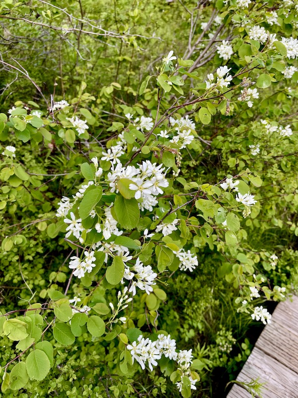 A beautiful bush with white flowers in Idaho