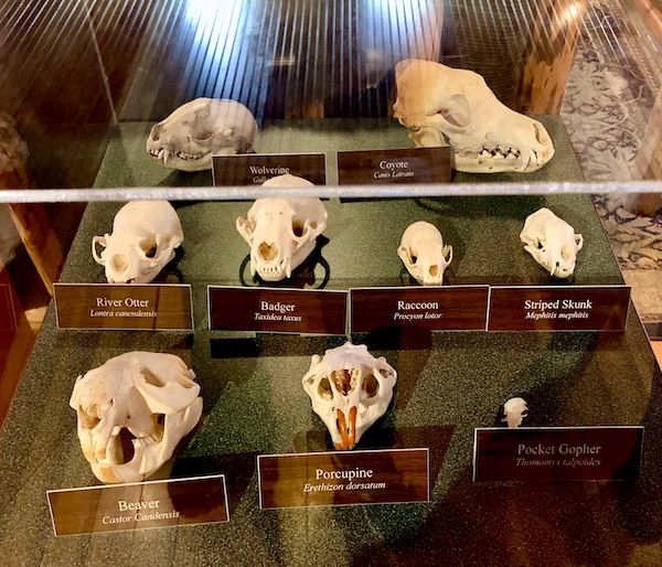Display of animal skulls seen while Visiting Ashton Idaho.