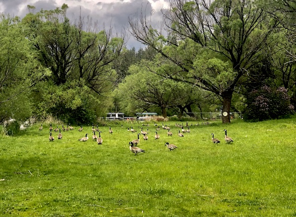 A gaggle of geese on the lawn at our RV park while Visiting Spokane Washington