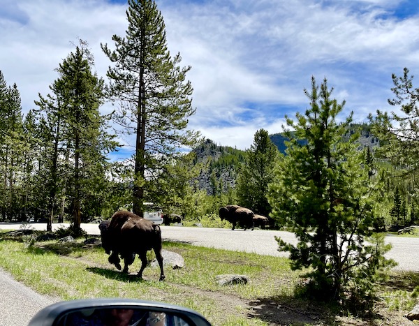 Several bison roaming near our car in Yellowstone National Park Wyoming