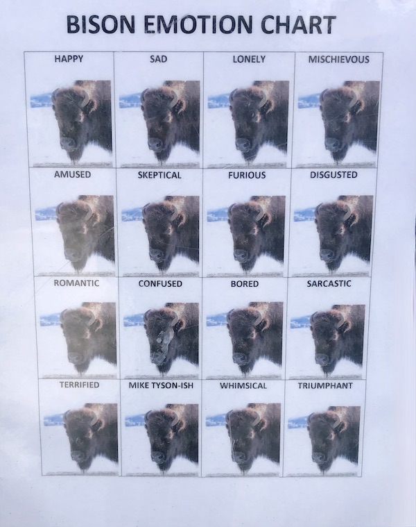 Bison emotion chart shows how to know what a bison is feeling. LOL