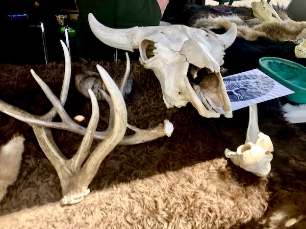 Bison skull, elk antlers etc. from Yellowstone National Park Wyoming