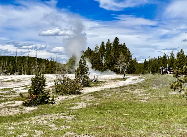 A large geyser named cliff geyser in Yellowstone National Park Wyoming