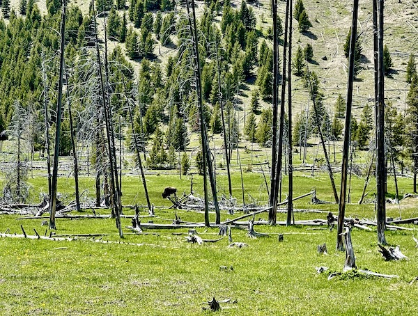 Lone bison in the woods of Yellowstone National Park Wyoming