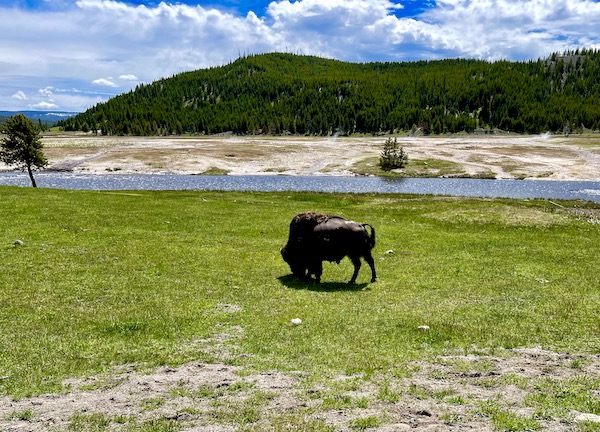 Bison eating grass by river in Yellowstone National Park Wyoming