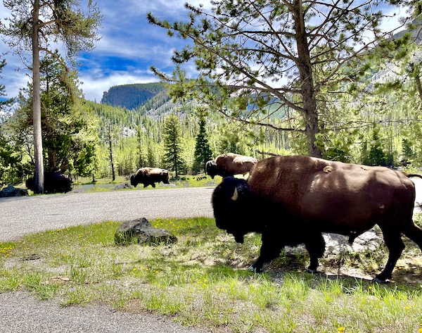 A couple of bison roving through Yellowstone National Park Wyoming