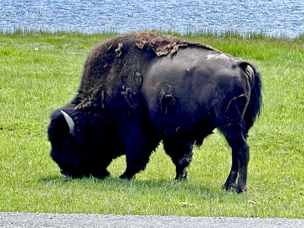 A bison eating grass has half its fur rubbed away in Yellowstone National Park Wyoming