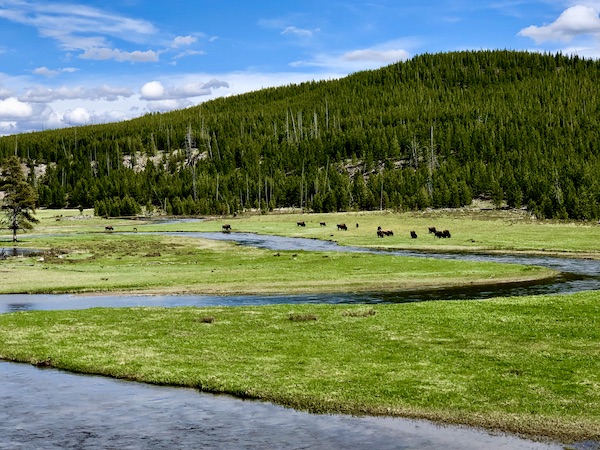 A herd of bison by a winding river and mountains in Yellowstone National Park Wyoming