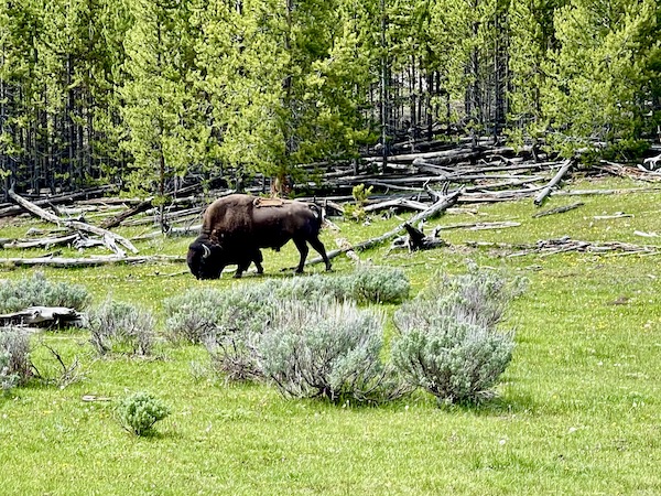 Another bison grazing on the grass in Yellowstone National Park Wyoming