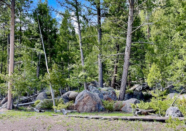 Rocks and forest in Yellowstone National Park Wyoming