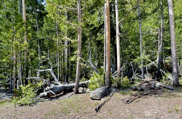 Forest and fallen trees in Yellowstone National Park Wyoming