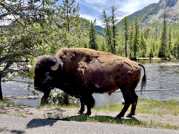 Large bison by the river with trees and mountains behind him in Yellowstone National Park Wyoming