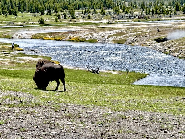 Bison grazing on the grass by a river in Yellowstone National Park Wyoming