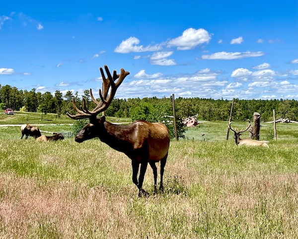 Large male elk showing off his huge rack of antlers at Bear Country USA in South Dakota