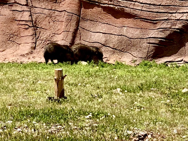 A group of javelinas in front of a rock at Bear Country USA in South Dakota