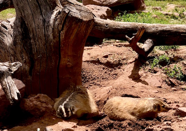 Pair of badgers on the dirt at Bear Country.