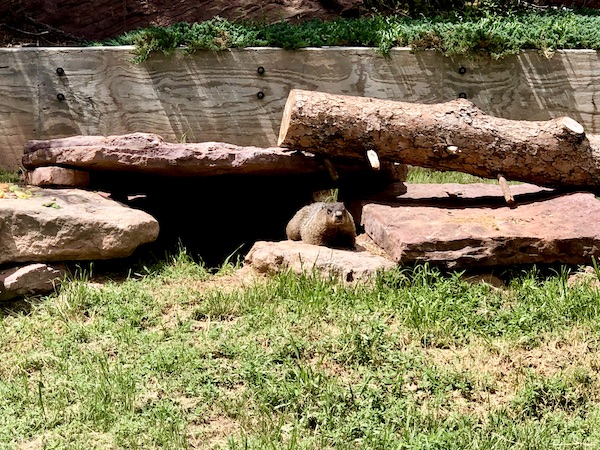 Groundhog on a rock under a log on the lawn at Bear Country.