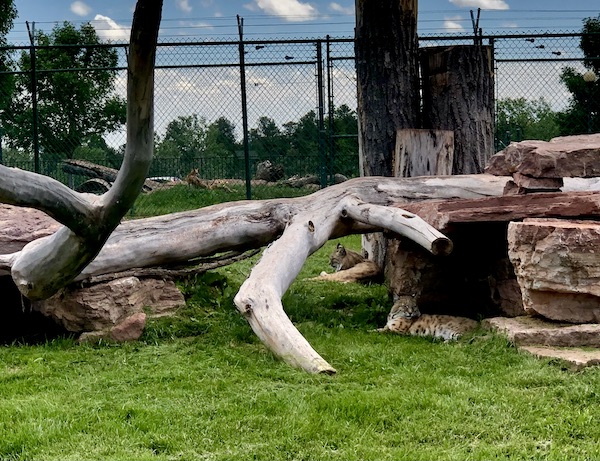Bobcats in their habitat at Bear Country.