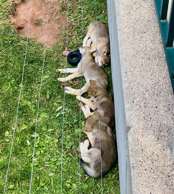 Group of Timber Wolf babies napping against the wall.