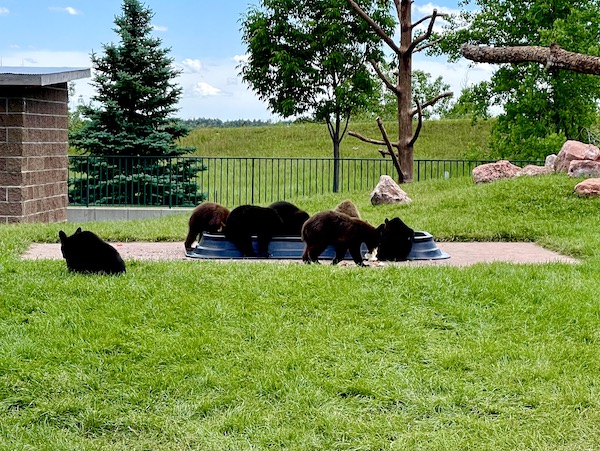 Large group of young black bears at a water trough