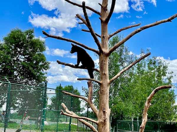 Playful black bear cup climbed a leafless tree.