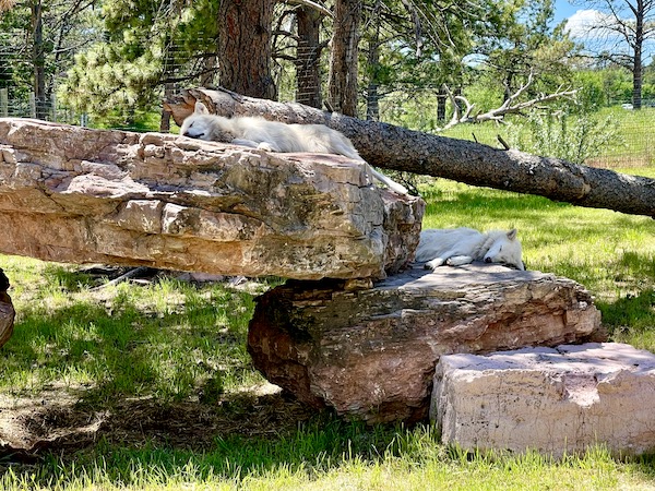 Pair of sleeping foxes on rocks at Bear Country USA in South Dakota