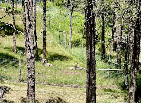 Big Horn Sheep lying on lawn with trees at Bear Country USA in South Dakota