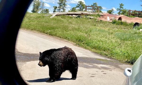 A black bear seen in a car's side view mirror at Bear Country USA in South Dakota