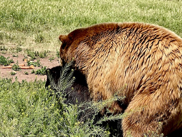 A light brown bear atop a black bear on the lawn at Bear Country USA in South Dakota