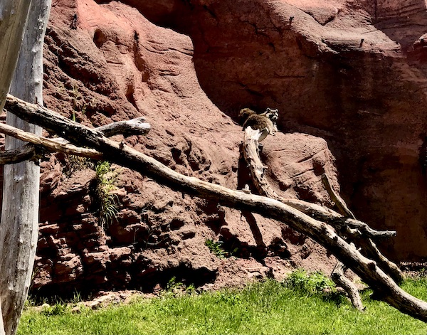 Raccoons perched on a rock at Bear Country