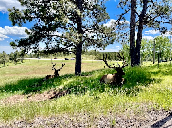 Pair of large elk cooling off in shadows of trees at Bear Country USA in South Dakota