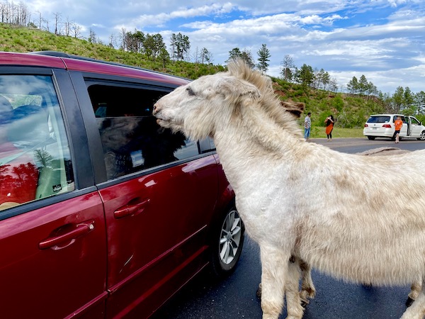 A white burro begging for food at a red car in Custer State Park Custer SD