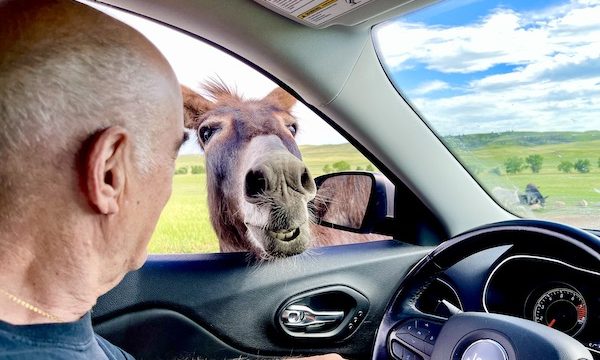 Donkey has his head inside our car at Custer State Park Custer SD