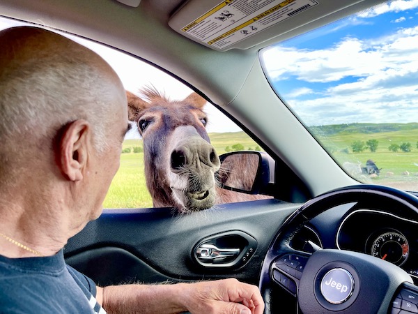 Donkey has his head inside our car at Custer State Park Custer SD