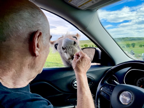 A gray burro taking a piece of bread from Steve's hand in our car at Custer State Park Custer SD
