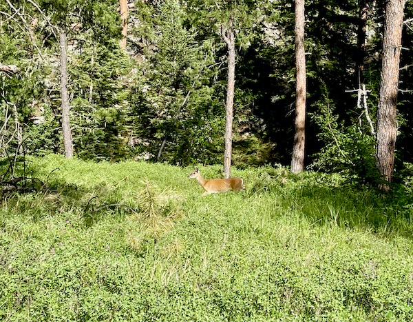 A deer running through the woods at Custer State Park Custer SD