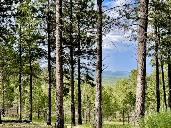 Mountains and blue sky seen through trees at Custer State Park Custer SD