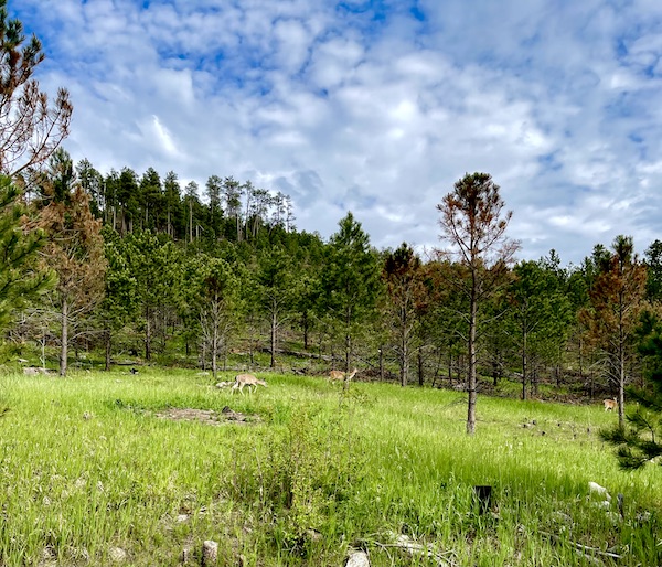Deer roaming the lawn at Custer State Park Custer SD