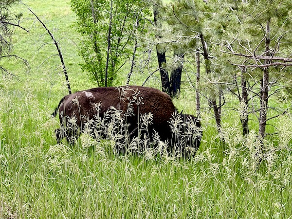 Bison grazing on grass at Custer State Park Custer SD
